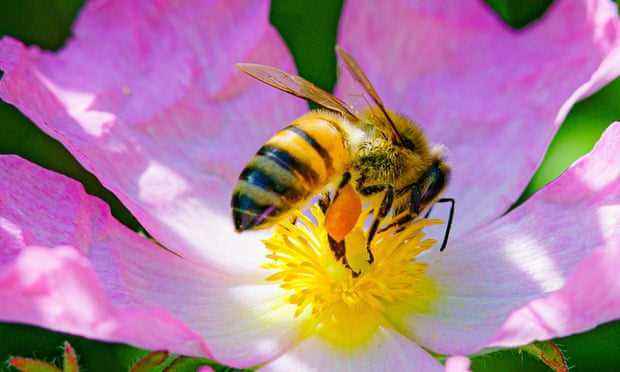 eine Honigbiene auf einer Hundsrosenblüte
