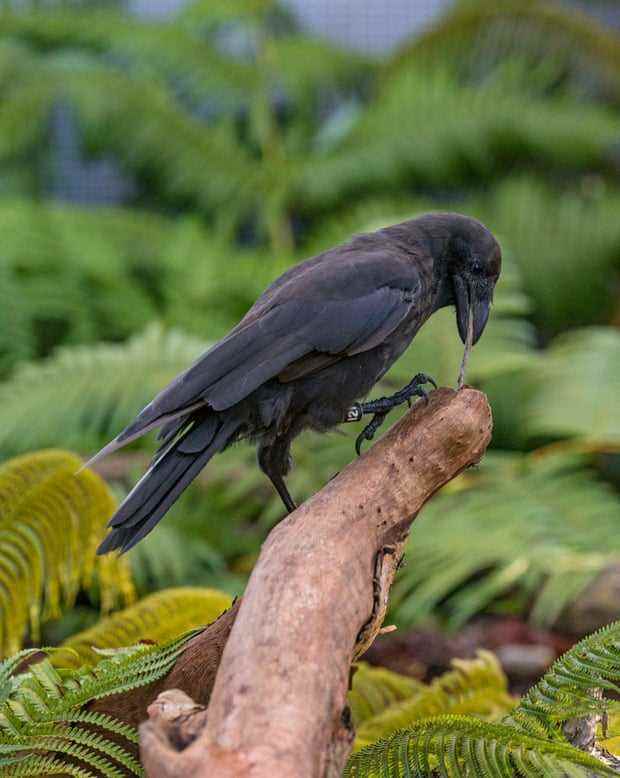 Eine hawaiianische Krähe, die einen Zweig benutzt, um Maden von einem Ast zu haken