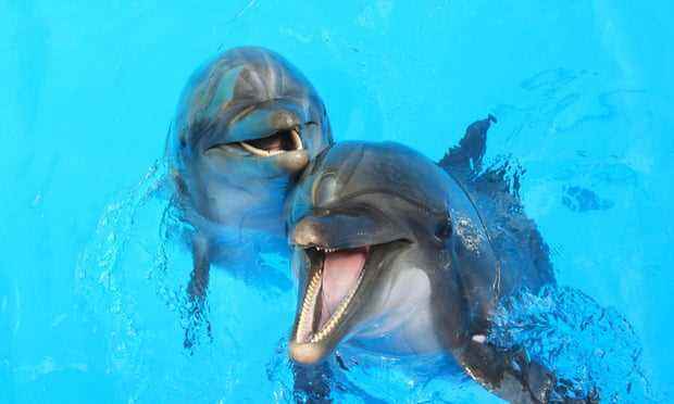 zwei Delfine in einem Pool