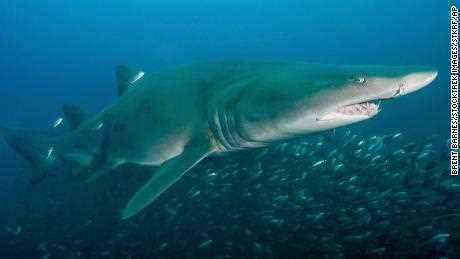 Vor der Küste von North Carolina schwimmt ein Sandtigerhai über Zigarrenelritzen.  Köderfische sind dank der warmen Meeresströmungen des Golfstroms reichlich vorhanden, sagte Gavin Naylor von der University of Florida.