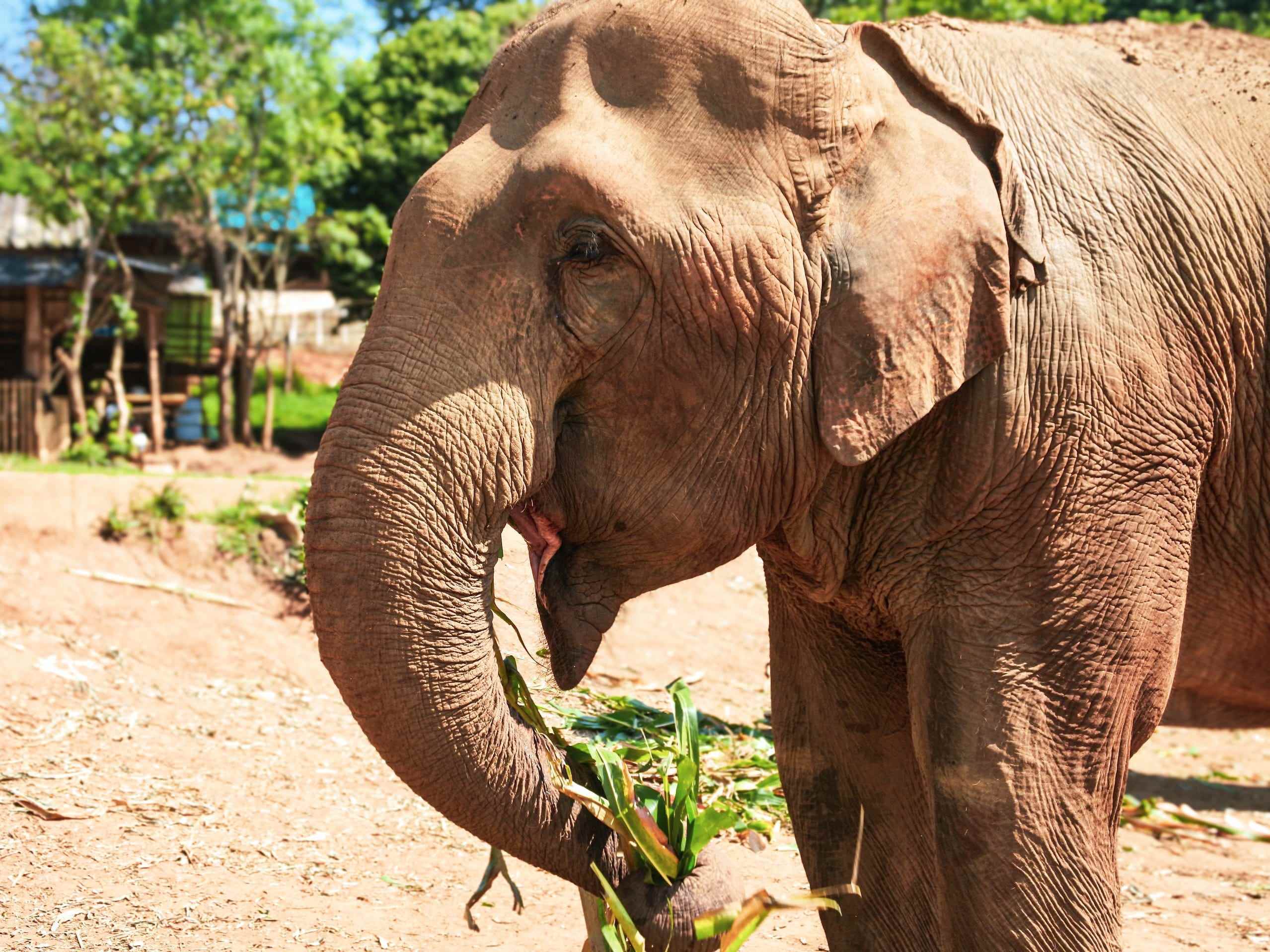 Elefantenschutzgebiet in Chiang Mai.