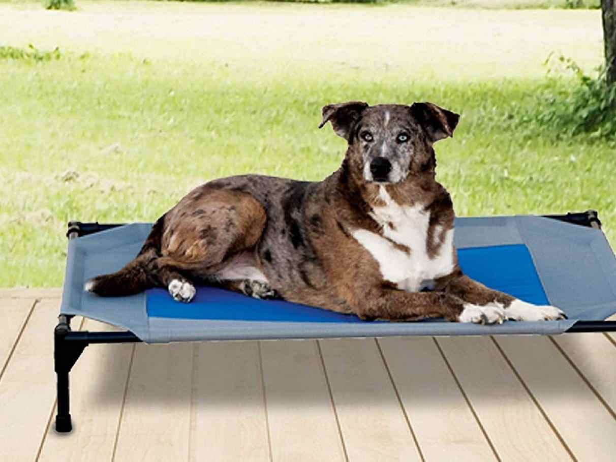 Ein Hund liegt draußen auf dem K&H Pet Products Coolin' Pet Cot Erhöhtes Haustierbett.