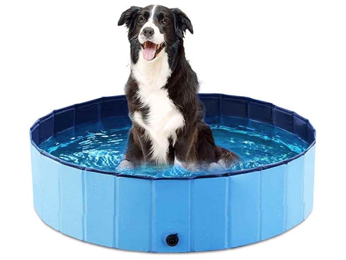 Ein schwarz-weißer Border Collie sitzt in einem runden Jasonwell-Hundebecken, das mit Wasser gefüllt ist.