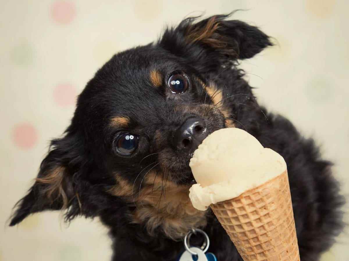 Ein kleiner schwarz-brauner Hund frisst Pooch Creamery Ice Cream aus einem Kegel, der an sein Maul gehalten wird.