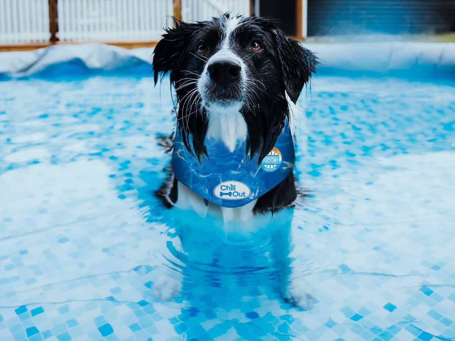 Ein Hund trägt das All for Paws Chill Out Dog Ice Bandana, während er wie gebannt in einem flachen Pool sitzt.