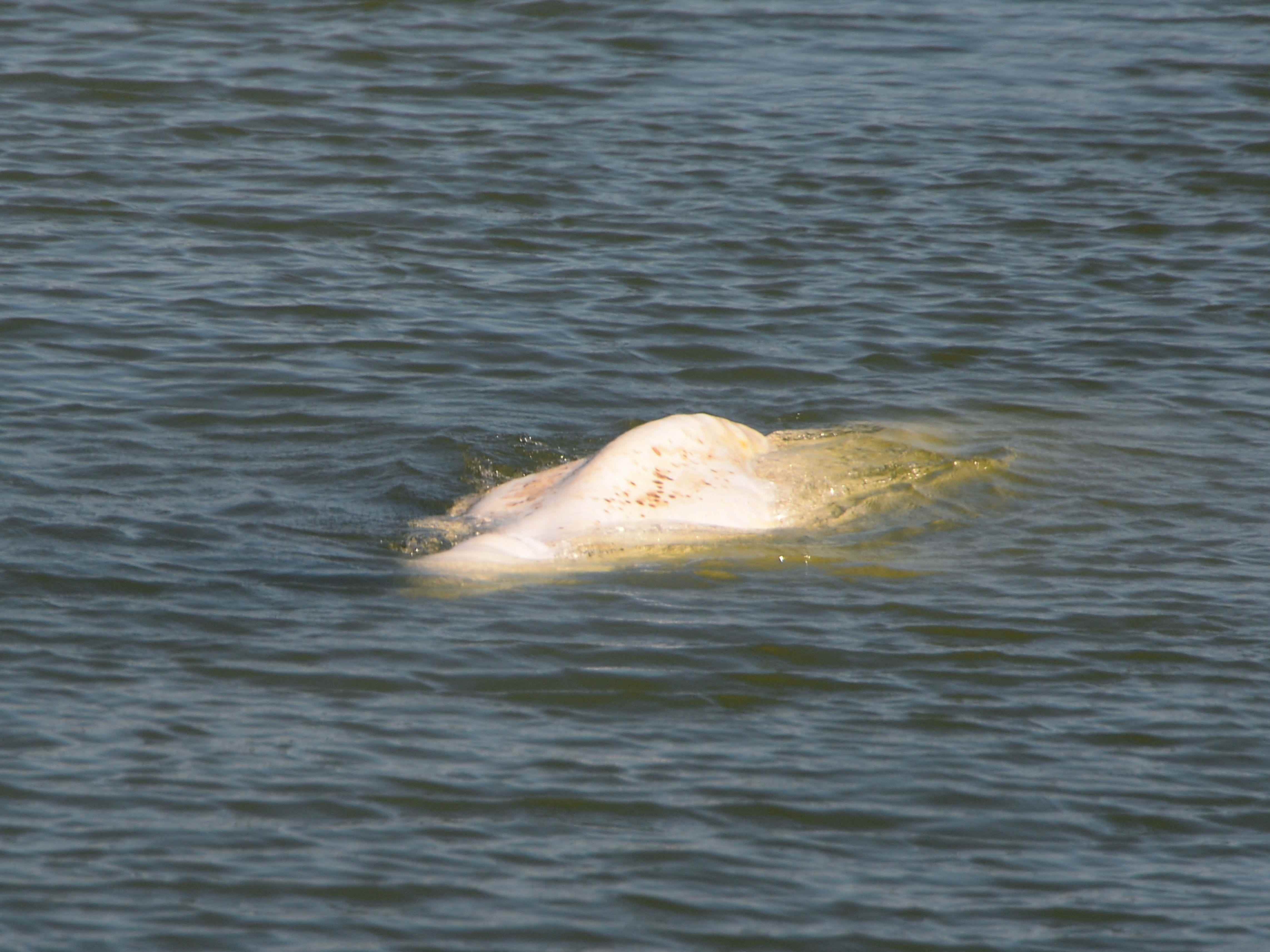 Ein Beluga-Wal schwimmt am 6. August 2022 zwischen zwei Schleusen der Seine in Notre-Dame-de-la-Garenne im Nordwesten Frankreichs.