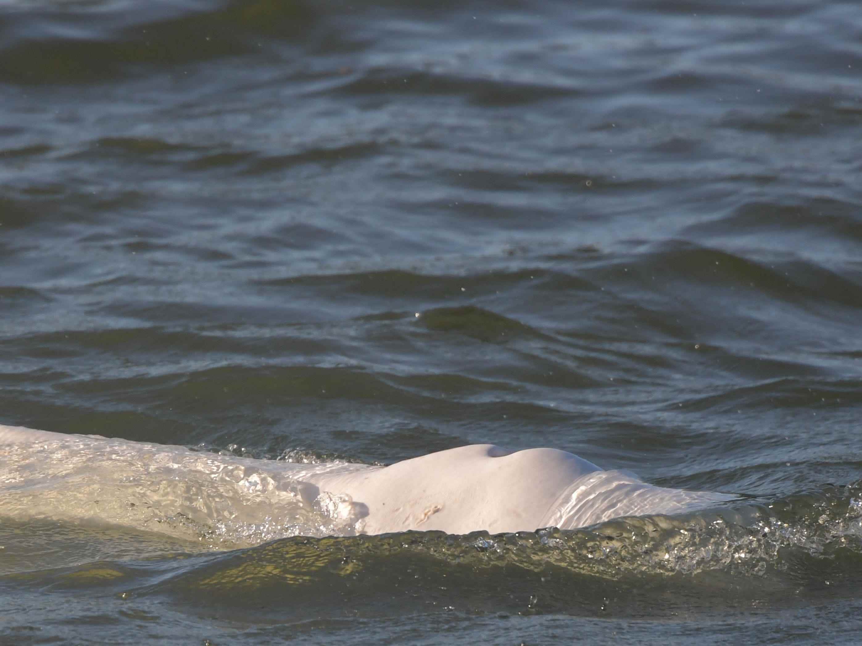 Der Beluga-Wal scheint untergewichtig zu sein und Beamte sind besorgt über seine Gesundheit, sagten die regionalen Behörden.