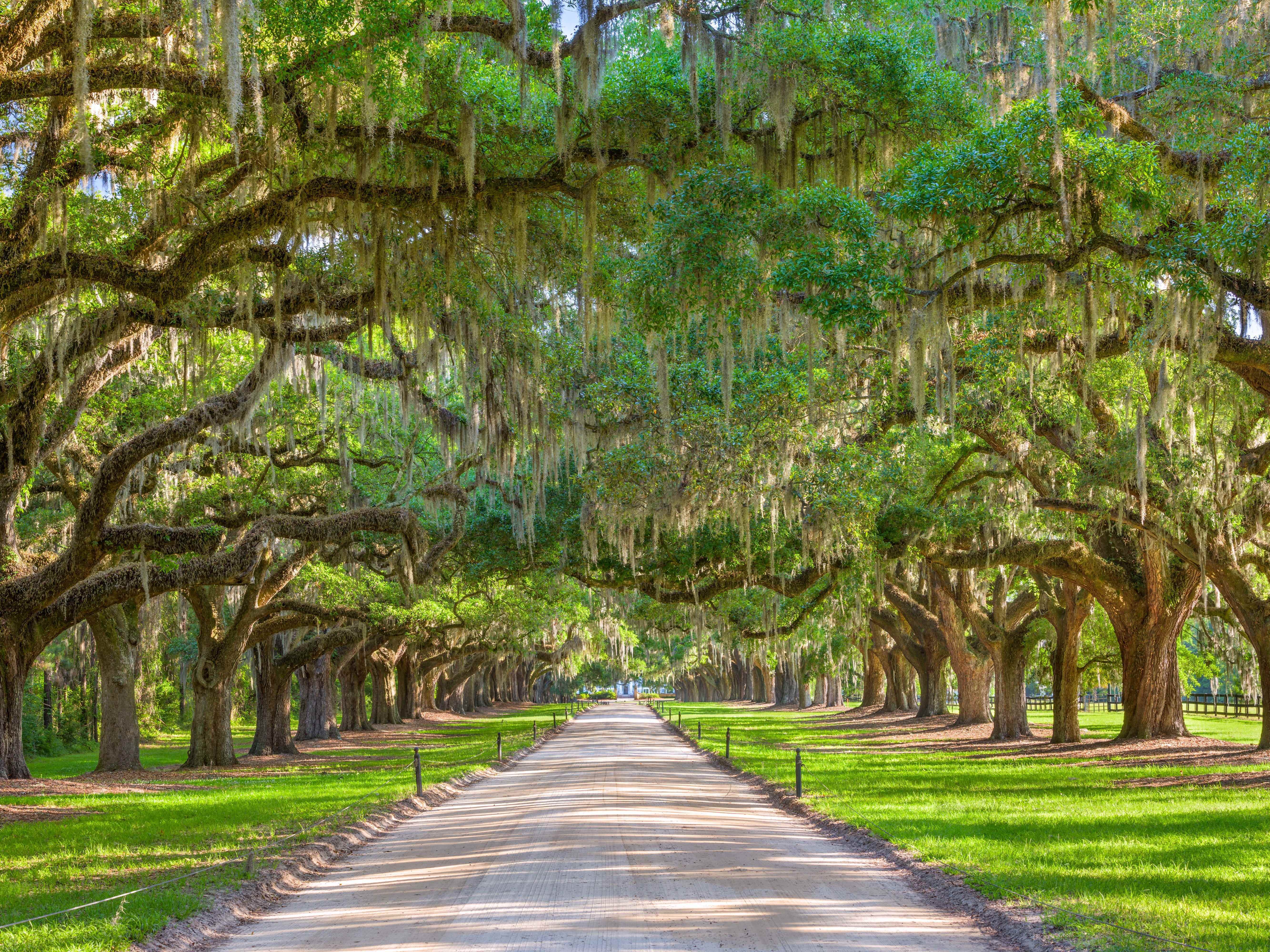 Charleston, South Carolina, USA, von Bäumen gesäumter Plantageneingang.