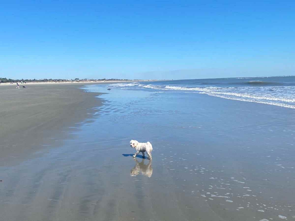 weißer Hund am Strand in Charleston, South Carolina