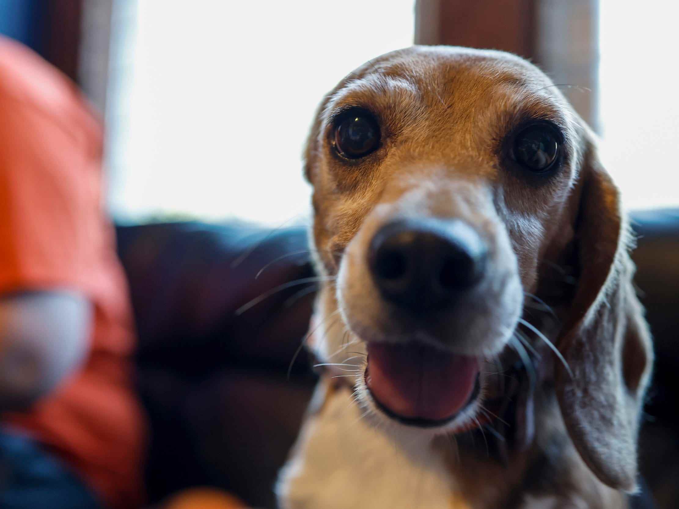 Beyonce, ein geretteter Beagle mit einem Ohr aus der Envigo-Zucht- und Forschungseinrichtung