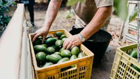 Avocados werden in Spanien geerntet.  Für den Anbau von einem Kilogramm Avocados werden rund 2.000 Liter Wasser verbraucht.