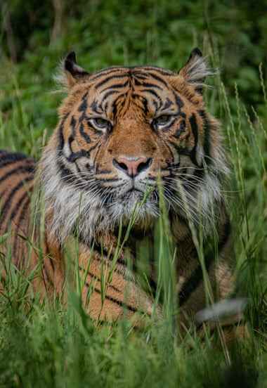 Ein Sumatra-Tiger namens Dash wurde vom Chester Zoo aus dem Fota Wildlife Park in Irland rekrutiert, um beim Schutz seiner vom Aussterben bedrohten Art zu helfen.