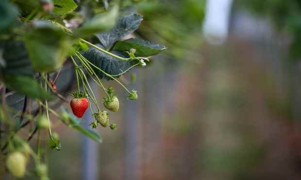 Erdbeeren wachsen in einem Folientunnel auf der Clock House Farm in der Nähe von Maidstone