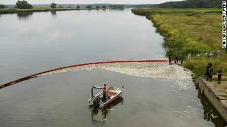 Am Samstag werden Fische an einem mobilen Auffangbecken aus der Oder entnommen.