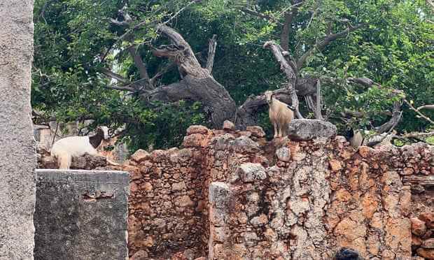 Ziegen bewohnen Ruinen im Dorf Aradena.