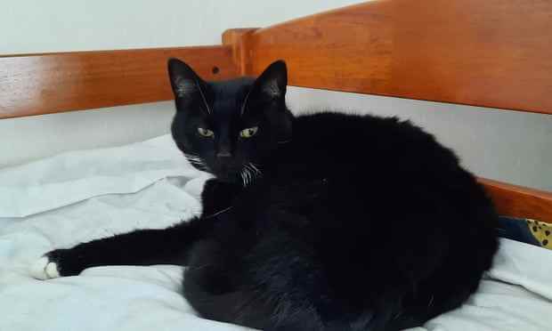 Eine schwarze Katze, die auf einem Bett liegt und unglücklich aussieht