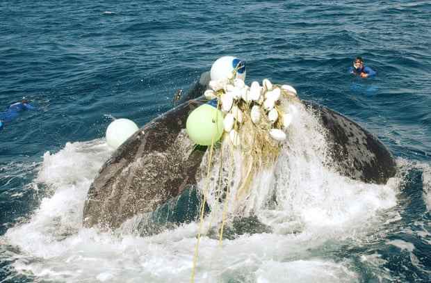 Buckelwal in Netzen gefangen