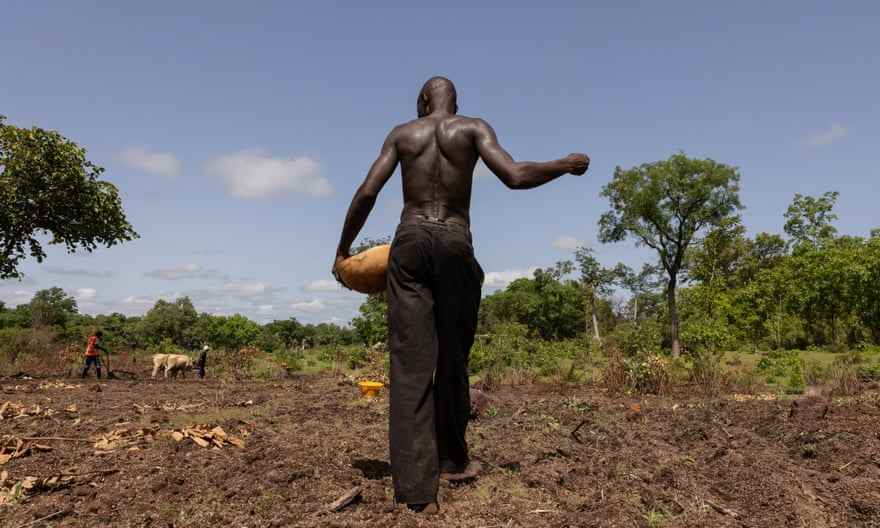 Ein Bauer, der mit dem Rücken zur Kamera steht, streut Fonio-Samen auf braune Erde