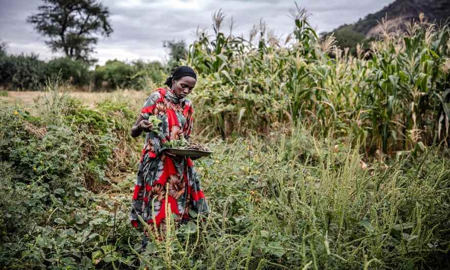 Eine Bäuerin steht auf einem Grundstück, auf dem ihr Pflanzen bis zu den Knien wachsen, und erntet Kuherbsen
