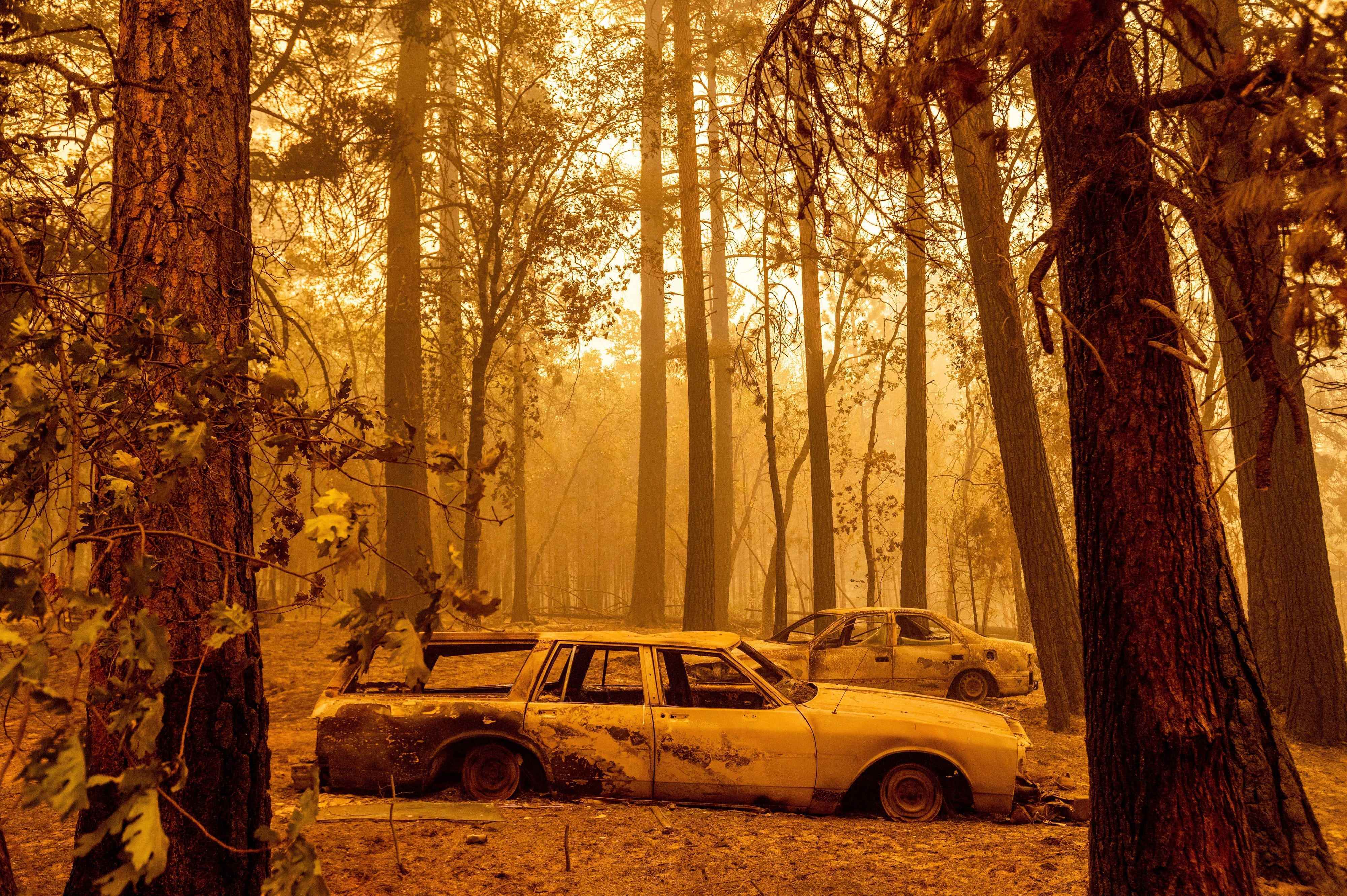 Ein verbranntes Auto steht im Wald.