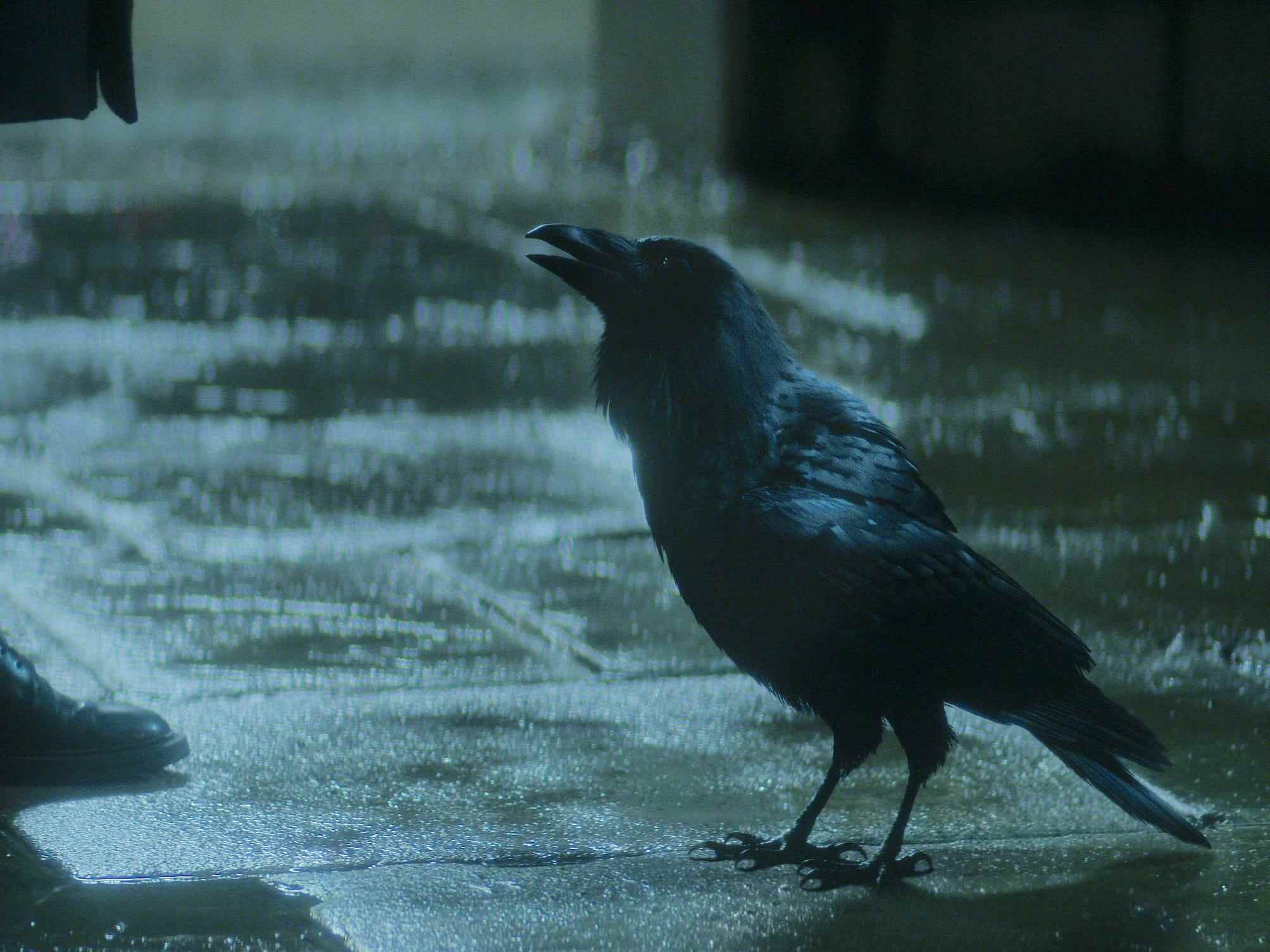 matthew der rabe, ein kleiner, völlig schwarzer vogel, der zu einem menschen aufblickt, der auf einer dunklen, regnerischen straße steht