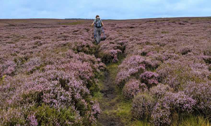 'Ich habe noch nie so einen lilafarbenen Streifen gesehen' … Northumberland-Nationalpark.