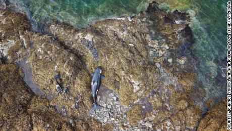 Ein gestrandeter Orca wurde von einer felsigen Küste in Alaska befreit, nachdem er stundenlang festgefahren war