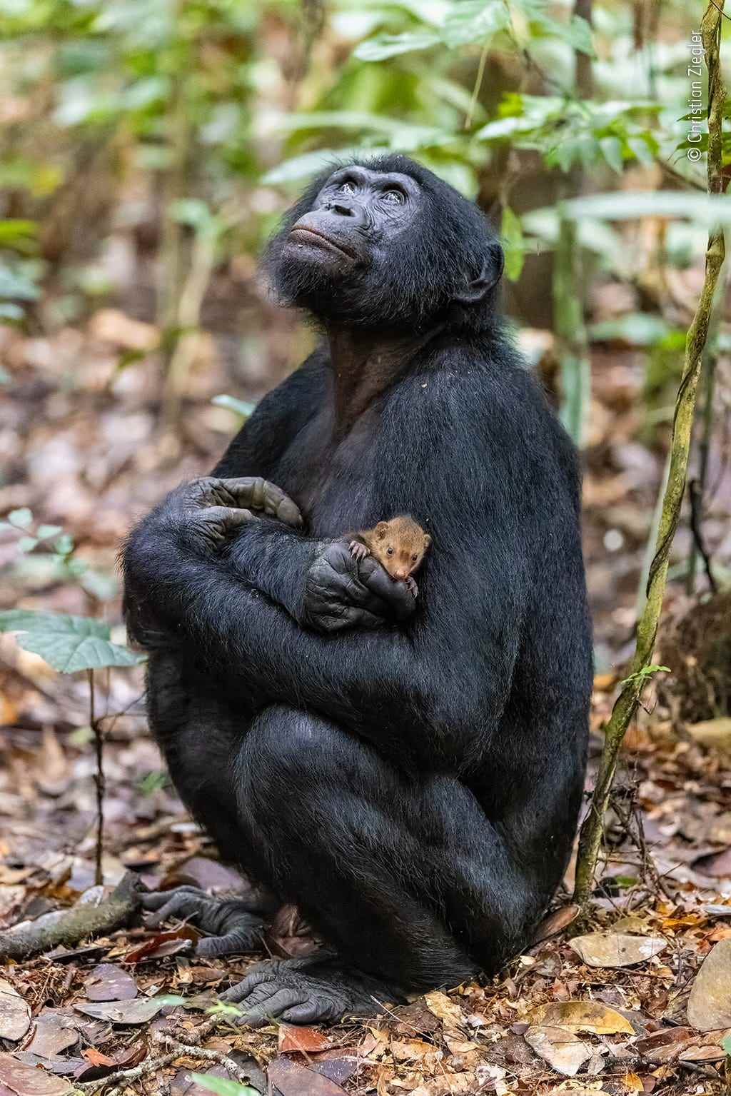 Ein Foto auf der Shortlist für den Wettbewerb Wildlife Photographer of the Year: Ein Bonobo, der einen Mungowelpen wiegt