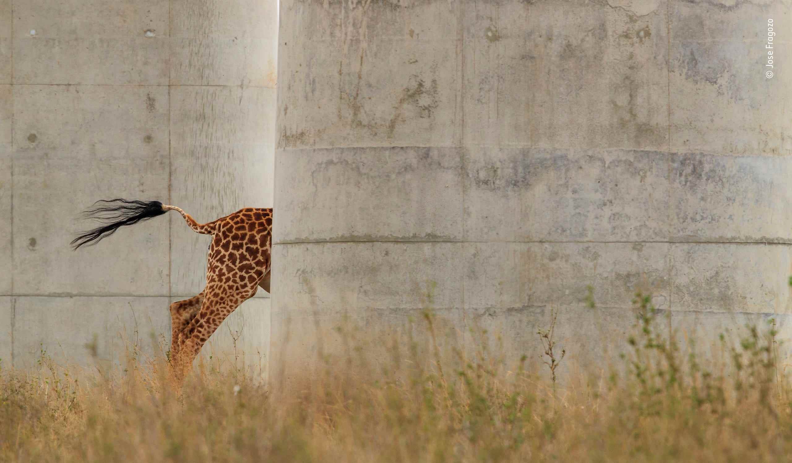 Der Hintern einer Giraffe