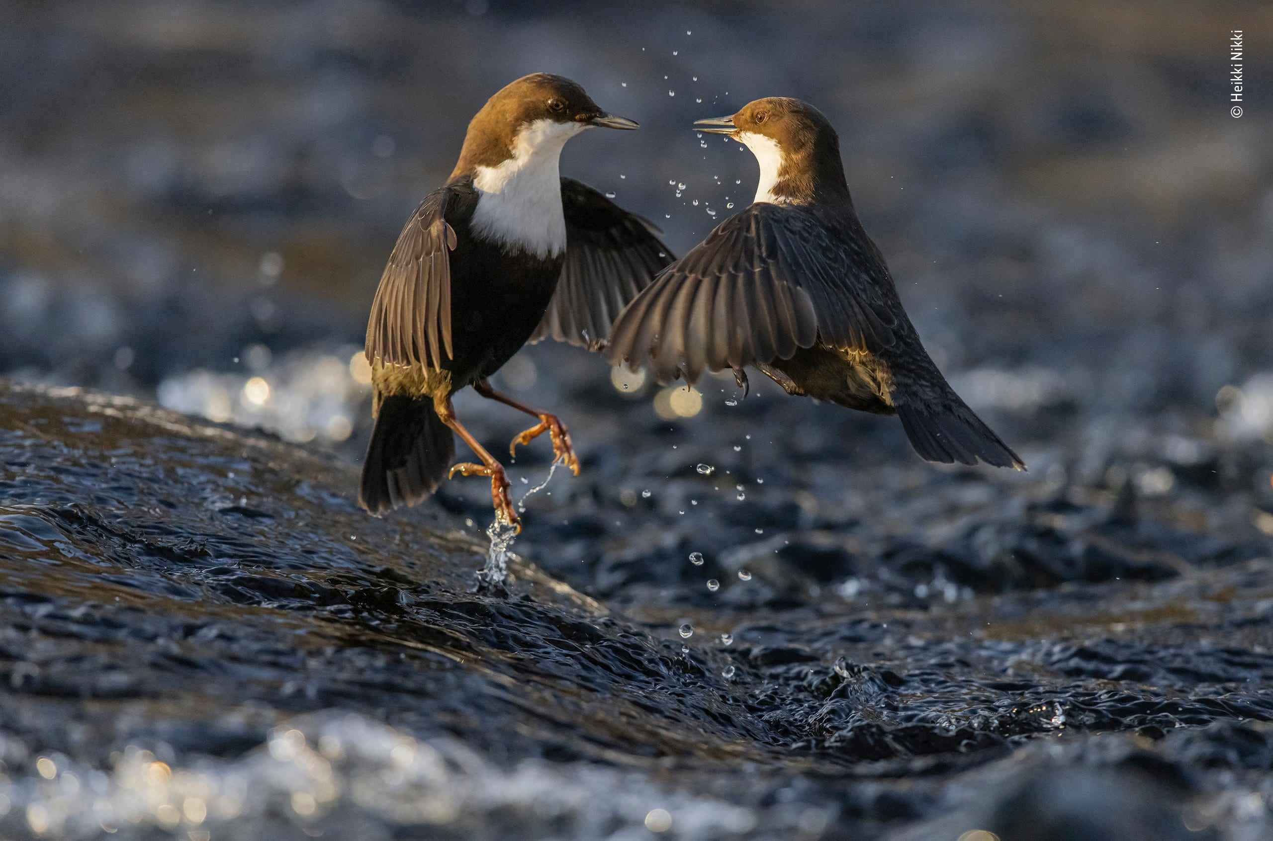 Ein Foto auf der Shortlist für den Wettbewerb Wildlife Photographer of the Year: zwei Wasseramseln, die sich streiten