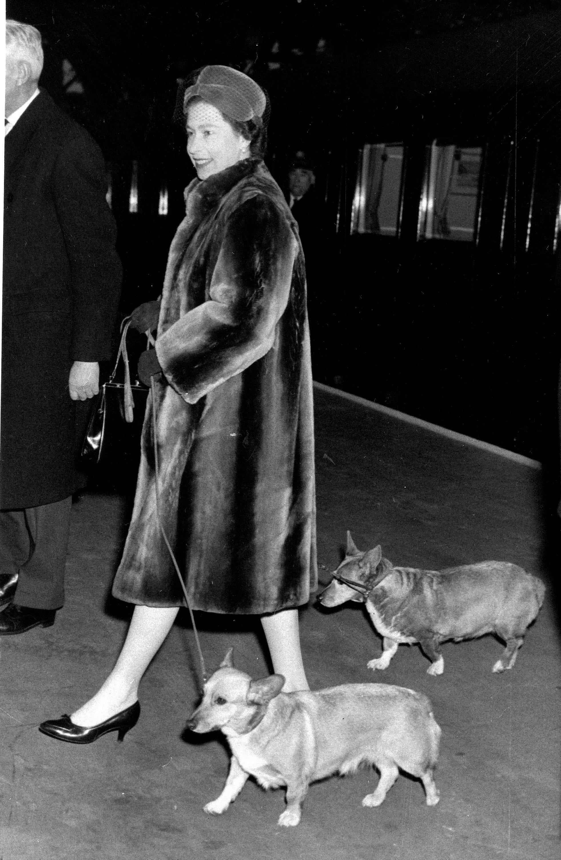 Queen Elizabeth geht 1965 mit Corgis Gassi.