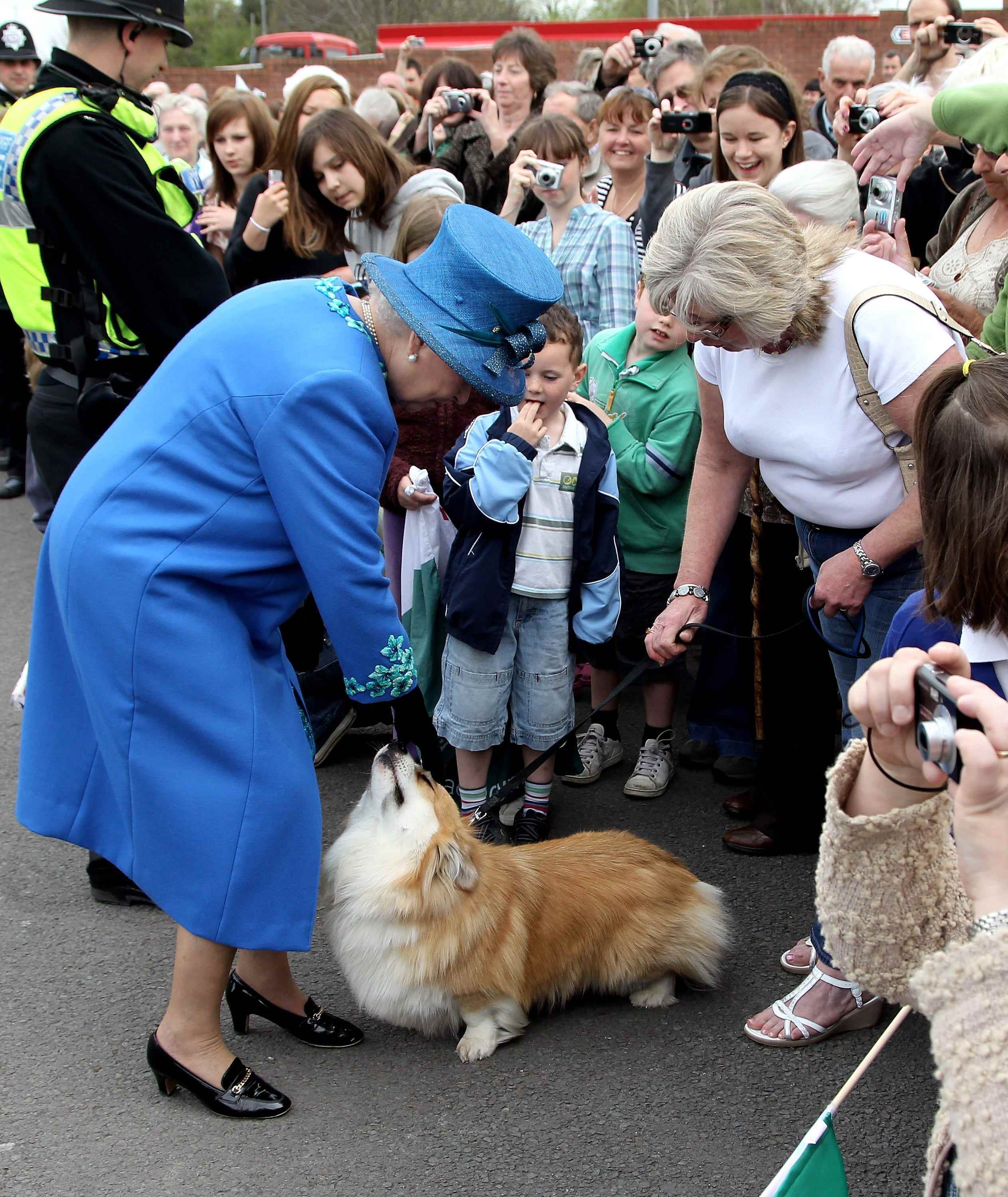 Königin Elizabeth trifft in Welshpool, Wales, auf einen Corgi namens Spencer.
