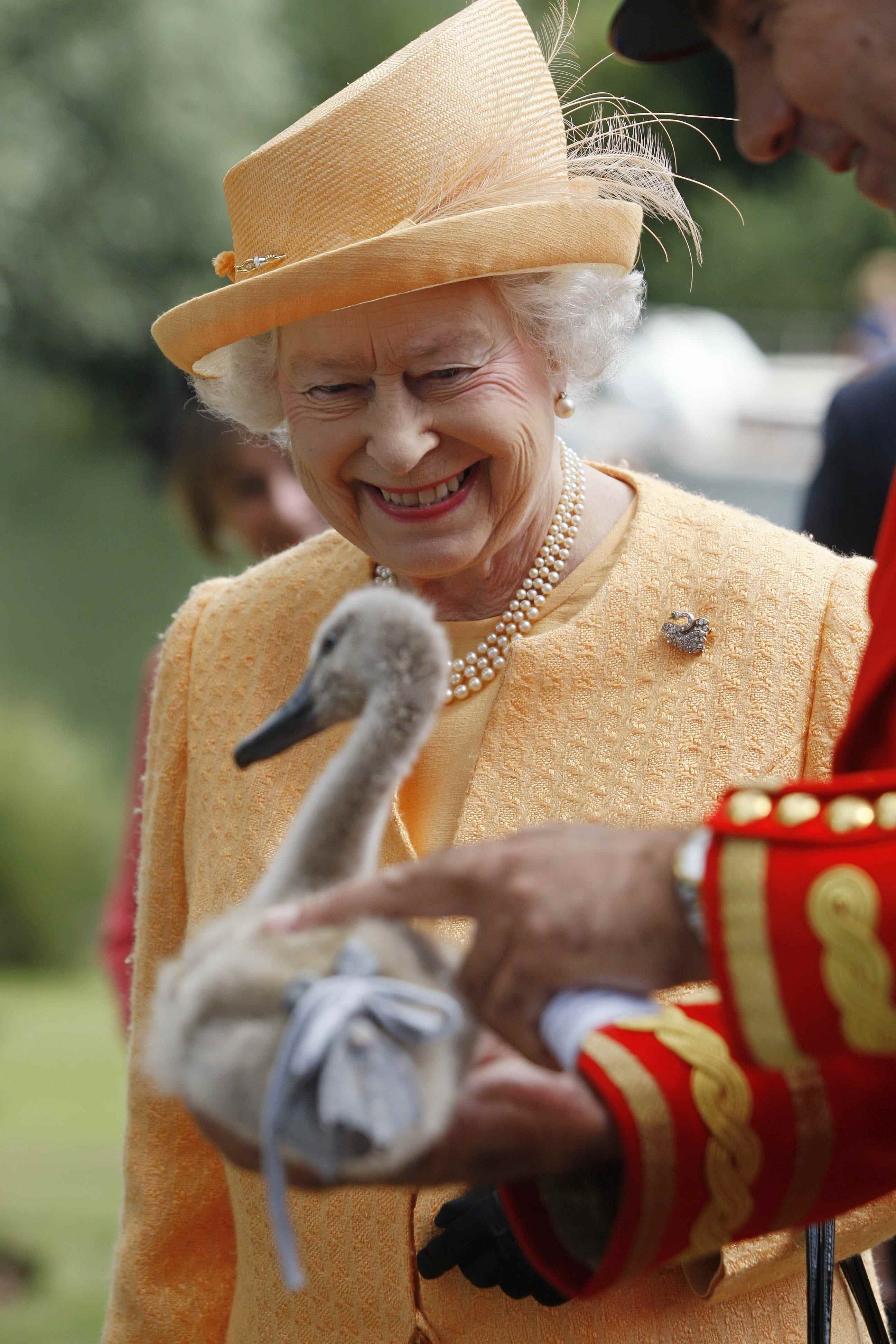 Queen Elizabeth begegnet einem kleinen Schwan