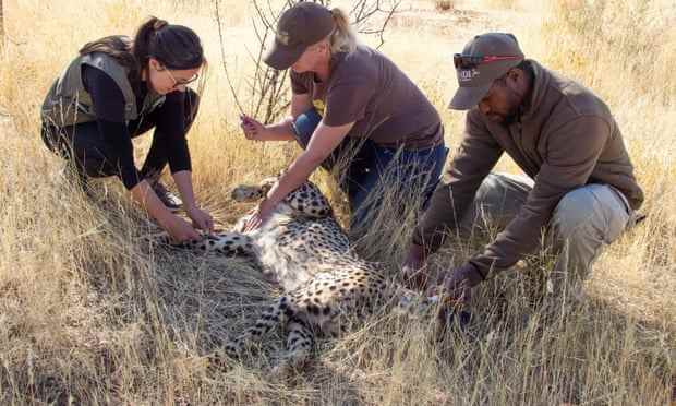 Tierärzte entnehmen einem der namibischen Geparden Blut, um den Umzug vorzubereiten