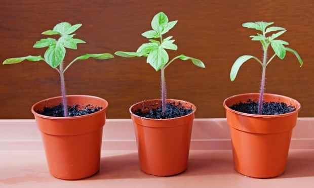 Nahaufnahme von drei jungen Tomatensämlingen, die im Sonnenschein in kleinen braunen Plastiktöpfen auf braunem Tablett wachsen