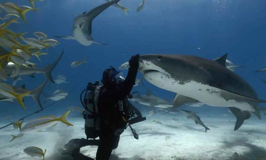 Aus dem Film Tiger Shark King beim Ocean Film Festival