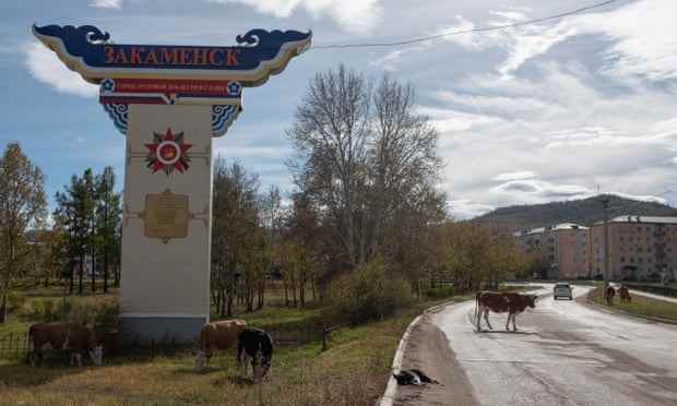 Kühe überqueren eine ruhige Straße in Zakamensk