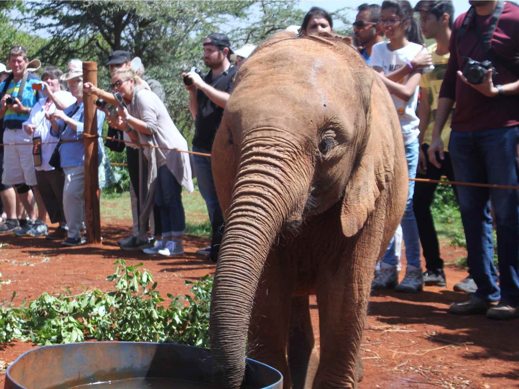 Elefantenwaisenhaus Nairobi