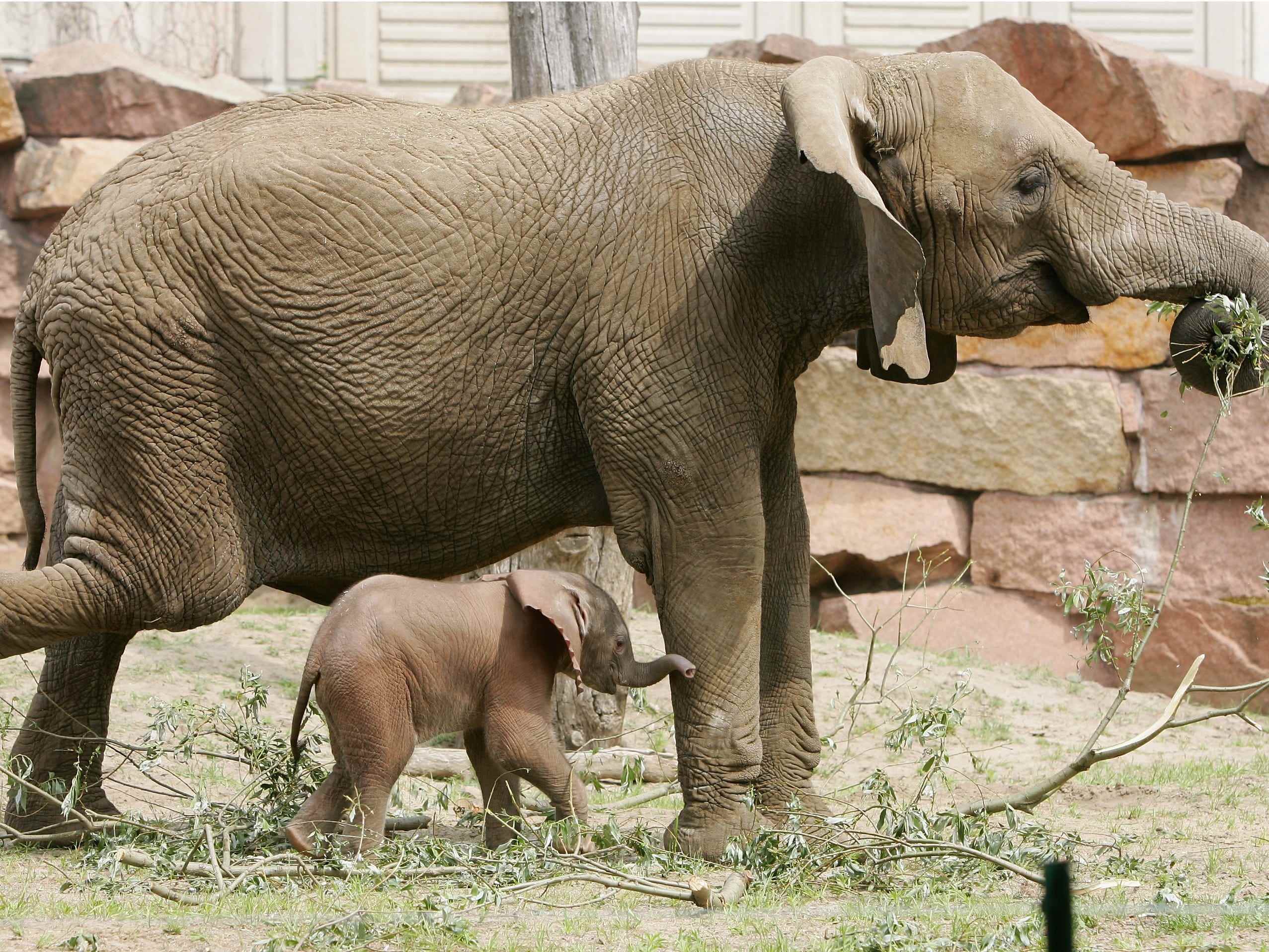 Elefantenmutter und Baby
