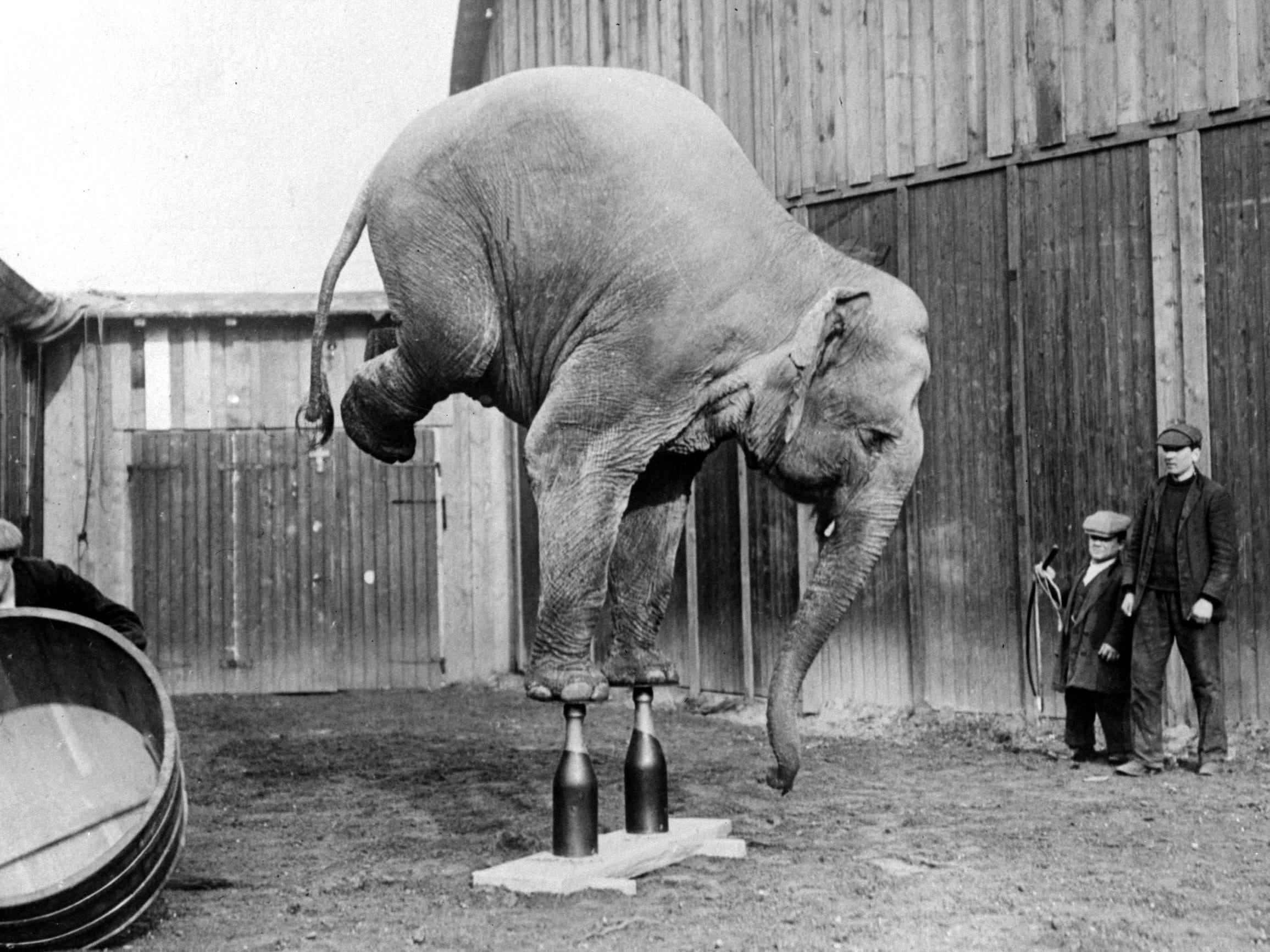 Zirkus-Elefanten balancieren