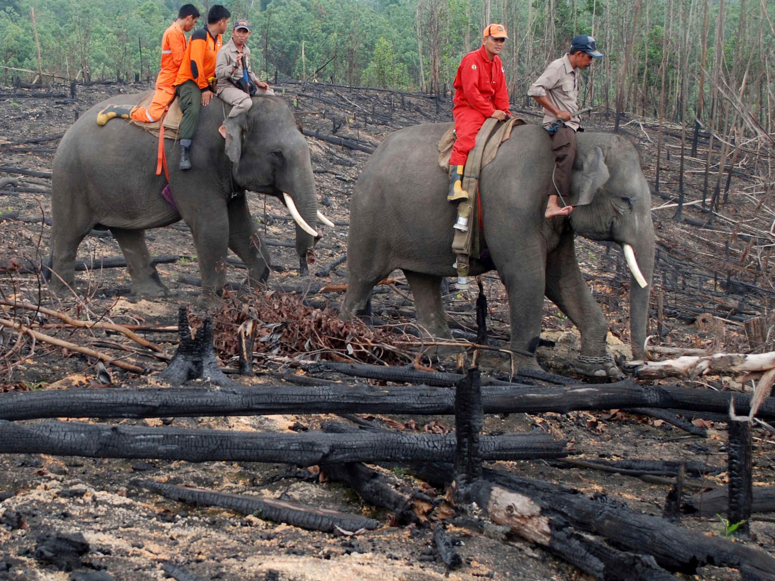 Elefanten-Brandbekämpfung