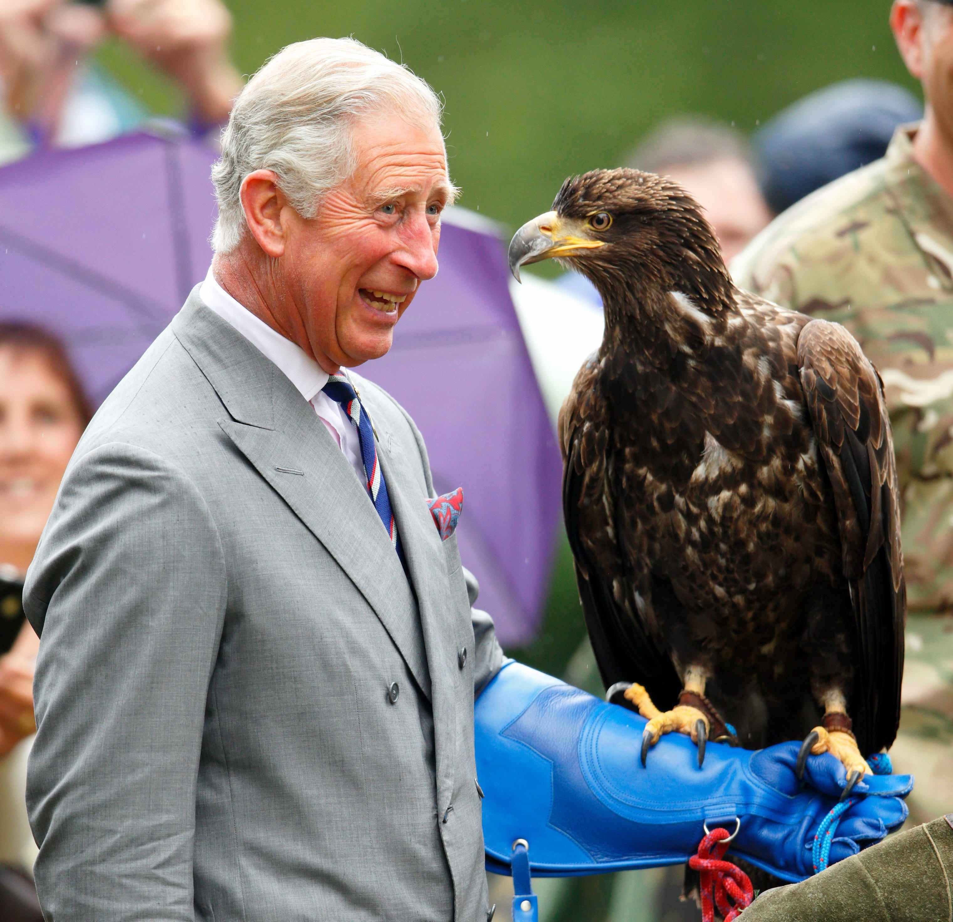 König Charles hält einen Adler auf seinem behandschuhten Arm