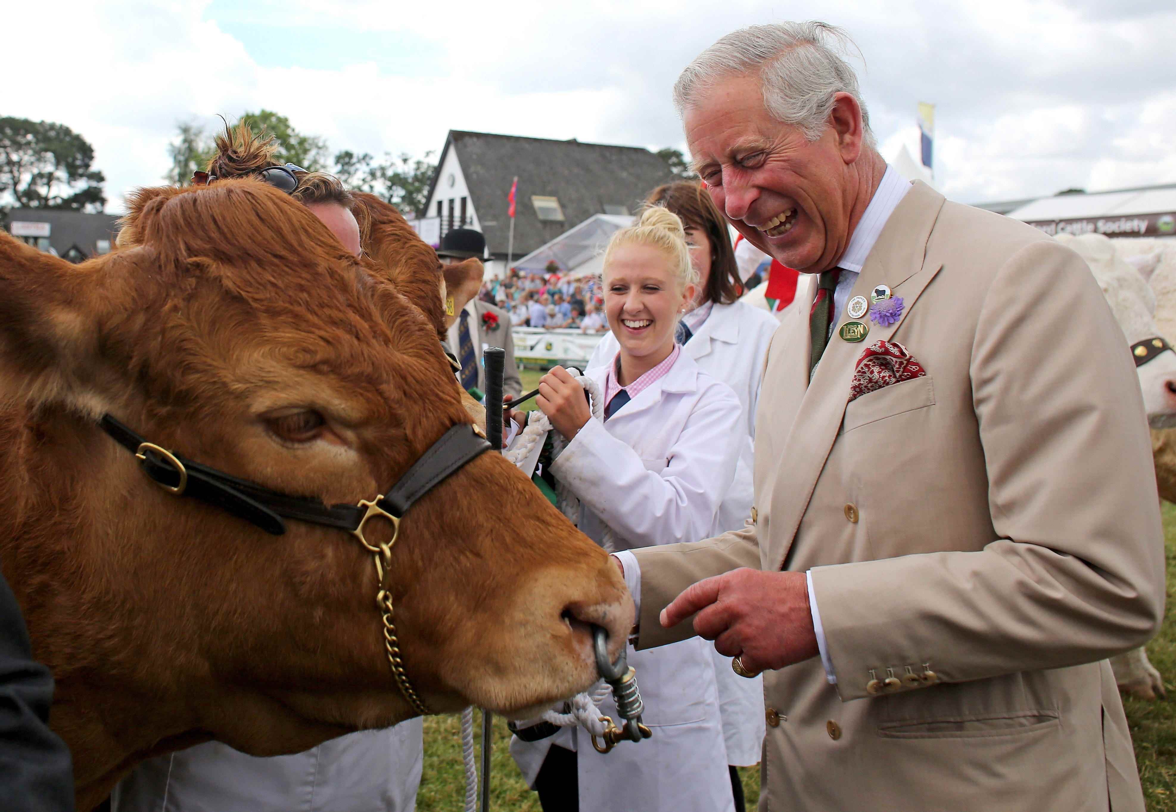 König Charles lächelt und betrachtet eine Kuh