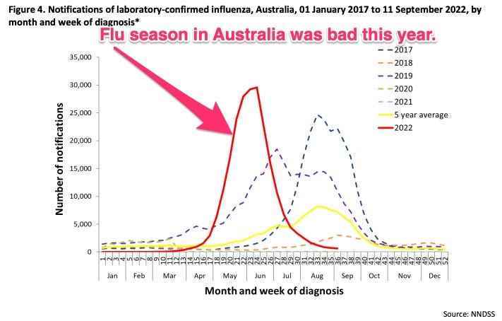 Australische Tabelle der Grippefälle Jahr für Jahr, wobei 2022 schlecht aussieht