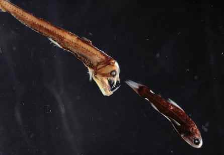 Ein Viperfisch, der einen Laternenfisch angreift, der Lichtorgane am Schwanz hat, um Raubtiere zu verwirren.
