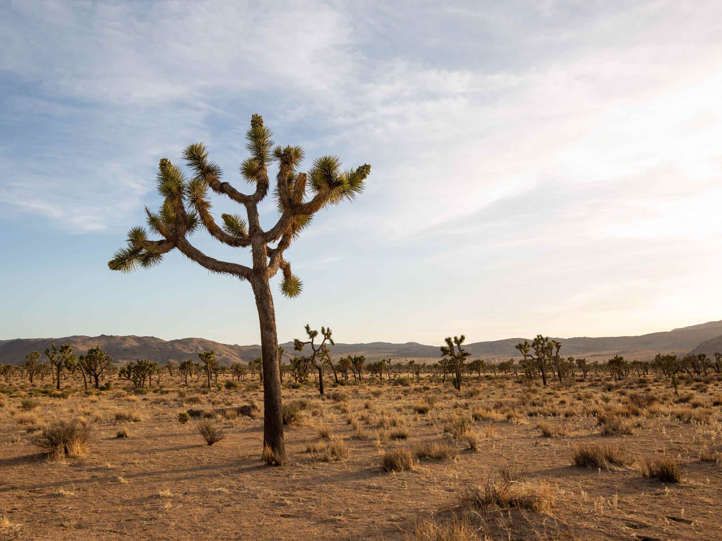 Ein Joshua Tree in der Wüste.