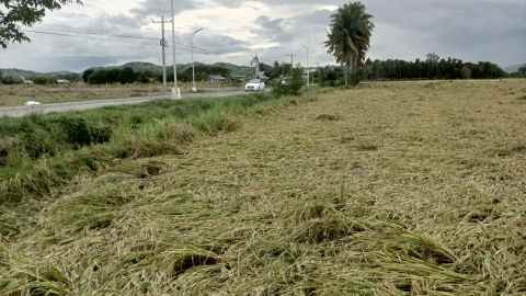 Starke Winde, die der Taifun Noru mitgebracht hat, haben Reisfelder auf der Ladrido-Farm in Laur, Nueva Ecija, auf den Philippinen abgeflacht.