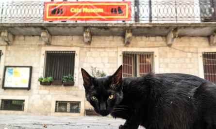 Katze sitzt in den Straßen von Kotor, Montenegro, vor dem Katzenmuseum