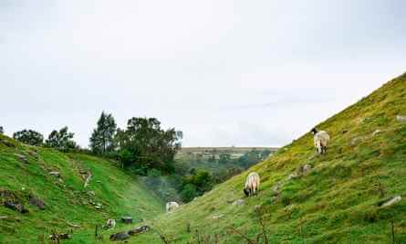 Schafe weiden an steilen Hängen.