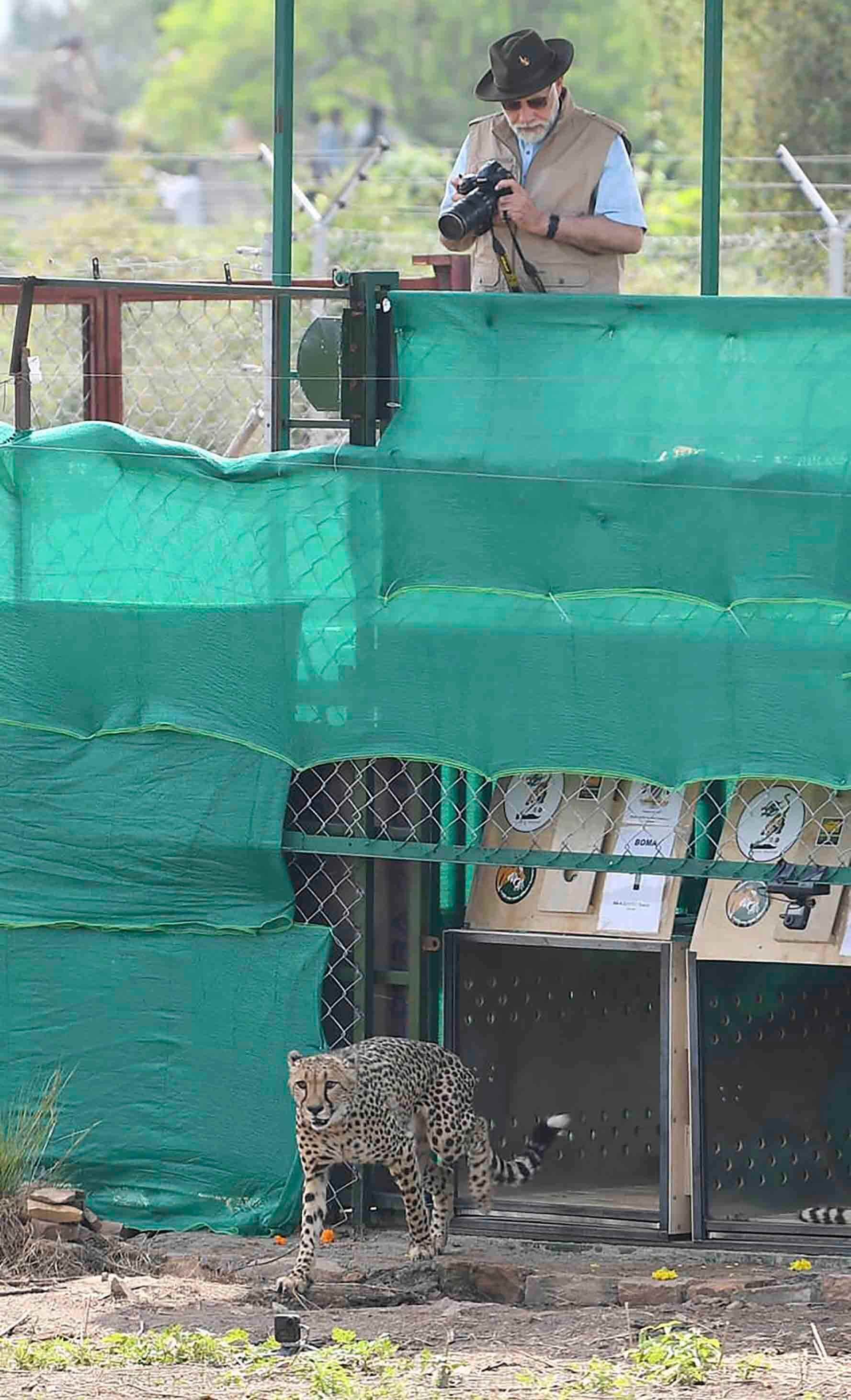 Der indische Premierminister Narendra Modi beobachtet am Samstag, den 17. September 2022, einen Geparden, nachdem er in einem Gehege im Kuno-Nationalpark im zentralindischen Bundesstaat Madhya Pradesh freigelassen wurde.